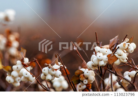 European Bee-eater sitting on a stick.A stunning scene capturing the vibrant colors and elegant features of the European Bee-eater perched gracefully on a slender twig. European Bee-eater sitting on a stick.A stunning scene capturing the vibrant colors and elegant features of the European Bee-eater perched gracefully on a slender twig. 113023796