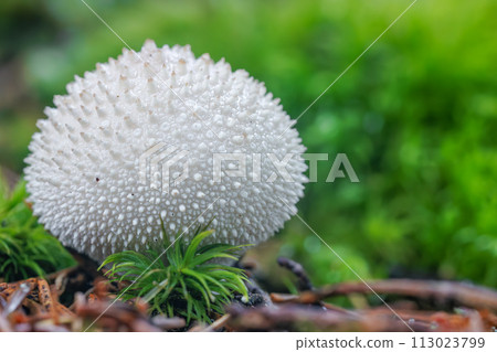 Beautiful close-up macro photo from a fungus, Lycoperdon perlatum, popularly known as the common puffball Beautiful close-up macro photo from a fungus, Lycoperdon perlatum, popularly known as the common puffball 113023799