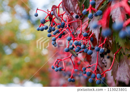 Virginia Creeper (Parthenocissus Quinquefolia) plant and his fruits in fall season. Virginia Creeper (Parthenocissus Quinquefolia) plant and his fruits in fall season. 113023801