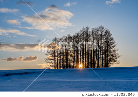 Sunrise over the snowy field from Tsumagoi Kogen larch hill Sunrise over the snowy field from Tsumagoi Kogen larch hill 113023846