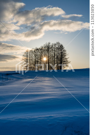 從嬬戀高原落葉松山看雪原的日出 113023850