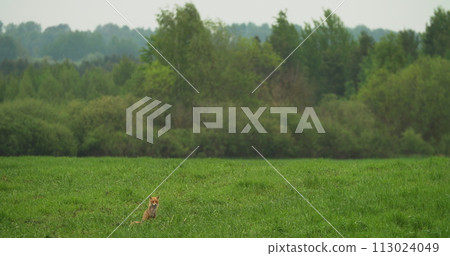 European Red Fox vulpes Vulpes Walking On green Grass In Meadow spring meadow during rain. Wildlife Scene From Europe. Range Fur Coat Animal In Nature Habitat. Fox On Pasture. Fox In Natural Habitat 113024049