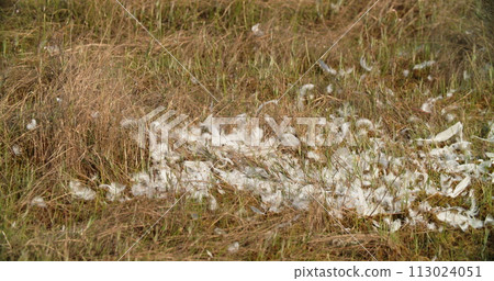 Crane Feathers On An Autumn Meadow, Close-up View . Annual Molt Of Crane. Cranes Family, Gruidae, Of Large, Long-legged, And Long-necked Birds In Group Gruiformes 113024051