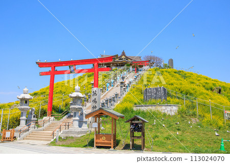 "Aomori Prefecture" Springtime rape blossoms bloom on Kabushima Island in Hachinohe City "Aomori Prefecture" Springtime rape blossoms bloom on Kabushima Island in Hachinohe City 113024070