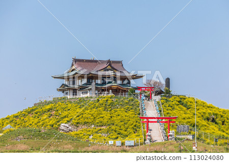 「青森縣」蕪島八戶市的春天,油菜花盛開 「青森縣」蕪島八戶市的春天,油菜花盛開 113024080