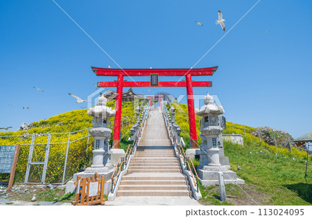 "Aomori Prefecture" Springtime rape blossoms bloom on Kabushima Island in Hachinohe City 113024095
