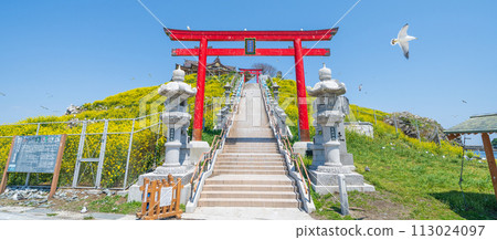 「青森縣」蕪島八戶市的春天,油菜花盛開 「青森縣」蕪島八戶市的春天,油菜花盛開 113024097