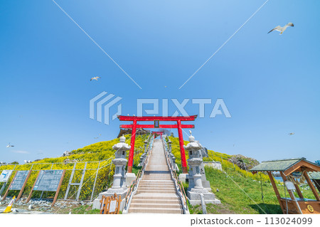 「青森縣」蕪島八戶市的春天，油菜花盛開 113024099