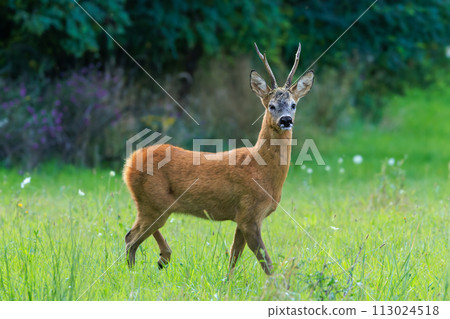 Majestic roe deer buck (Capreolus capreolus) with large antlers approaching on green meadow in summer Majestic roe deer buck (Capreolus capreolus) with large antlers approaching on green meadow in summer 113024518