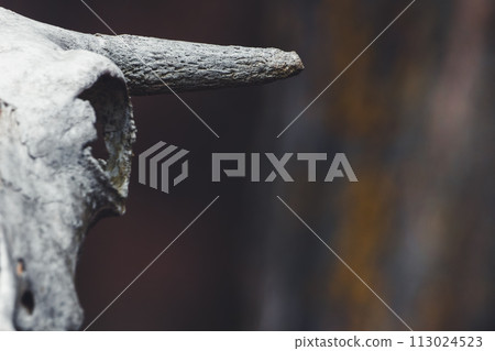 Abstract concept background featuring a close-up of a cow skull Abstract concept background featuring a close-up of a cow skull 113024523