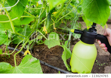 Spraying cucumbers with iodine and ammonia. Close-up Spraying cucumbers with iodine and ammonia. Close-up 113024765