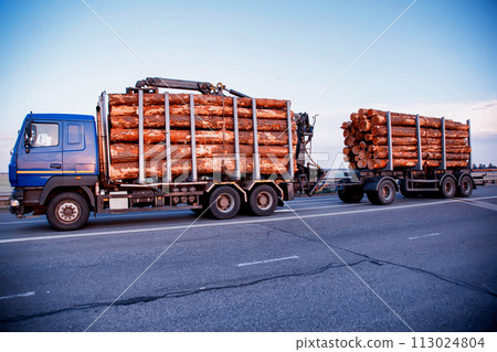 A blue modern timber truck transports round forest logs in the evening against a blue sky. Logging concept, wood import and export, business, industry 113024804