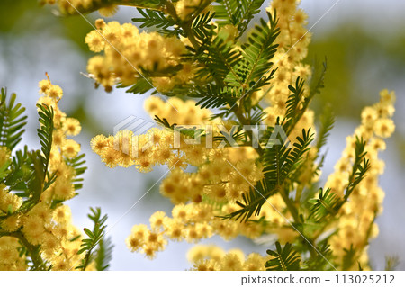 Mimosa Mimosa 113025212