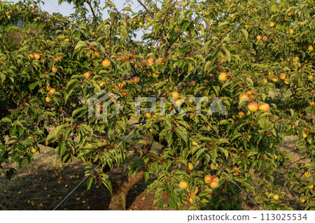 Plum tree with big fruit 113025534