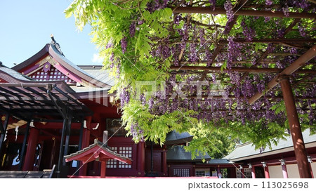 Wisteria flowers and shrine Kasama Inari Shrine Wisteria flowers and shrine Kasama Inari Shrine 113025698