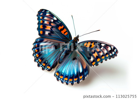 Beautiful Red spotted purple butterfly isolated on a white background with clipping path Beautiful Red spotted purple butterfly isolated on a white background with clipping path 113025755