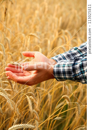 A vertical image featuring the hands of a male farmer carefully inspecting ripe wheat plants in a sun-kissed summer field. Vertical A vertical image featuring the hands of a male farmer carefully inspecting ripe wheat plants in a sun-kissed summer field. Vertical 113025811