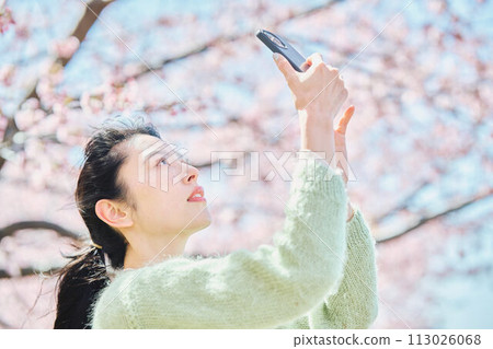婦女拍照的櫻花 婦女拍照的櫻花 113026068