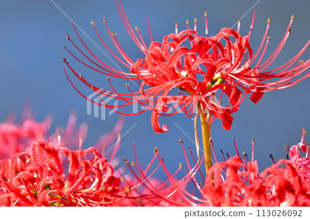 Amaryllis, Higanbana, Licorice, Manjushage, Okayama, Kawahigashi Park, Maniwa City Amaryllis, Higanbana, Licorice, Manjushage, Okayama, Kawahigashi Park, Maniwa City 113026092