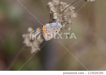 A butterfly perches on the seeds of a flowering chrysanthemum in the spring garden A butterfly perches on the seeds of a flowering chrysanthemum in the spring garden 113026195