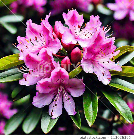 Rhododendrons are blooming in the rhododendron garden 113026395