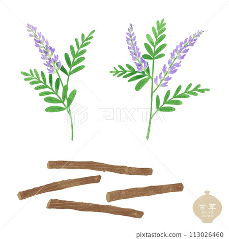 草本插圖/甘草花/乾根 113026460