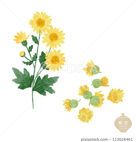 生藥/黃菊花/乾菊花圖解 113026461