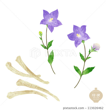生藥/桔梗及根莖圖解 生藥/桔梗及根莖圖解 113026462