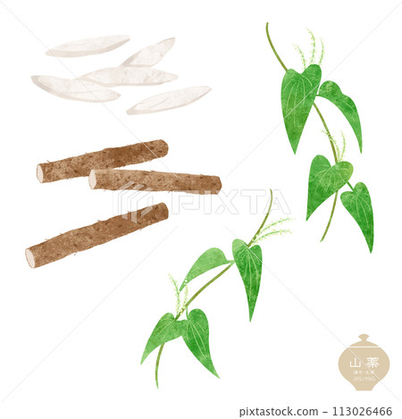 Illustration of herbal medicine/wild medicine leaves, vines, rhizomes and sections 113026466