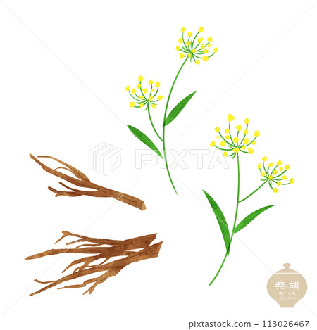 Illustration of herbal medicines: Bupleurum Root Flowers and Dried Roots 113026467