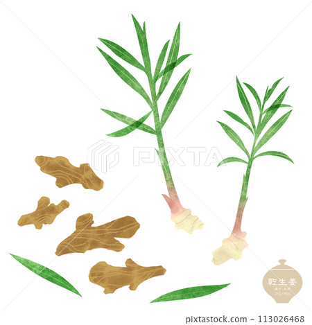 Illustration of herbal medicine/ ginger leaf root/dried ginger 113026468