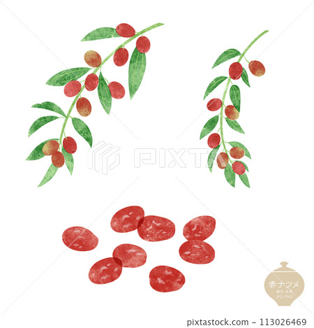 Illustration of herbal medicine / Red jujube fruit and branch / Dried jujube 113026469