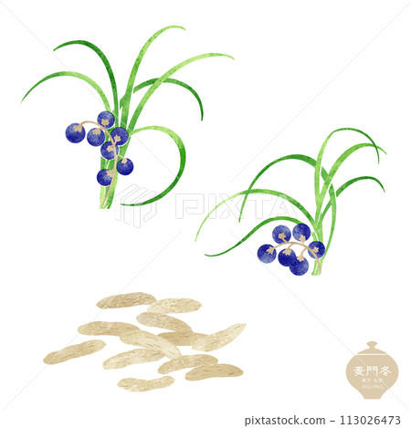 Illustration of herbal medicine / barley fruit, leaves, and dried roots 113026473