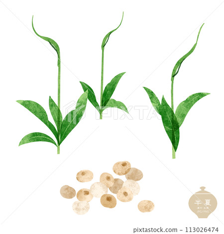 生藥/半夏莖、葉、塊莖圖解 113026474