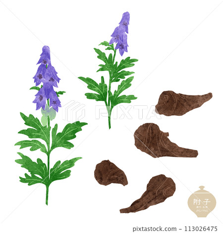 生藥/附子花與塊根圖解 生藥/附子花與塊根圖解 113026475