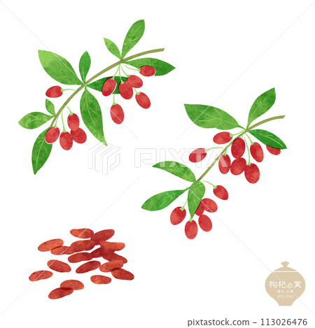草藥/漿果和樹枝/乾果的插圖 113026476