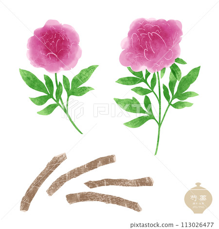 草本插圖/紅牡丹花和根莖 草本插圖/紅牡丹花和根莖 113026477