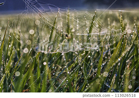 Spider web which gets wet in morning dew Spider web which gets wet in morning dew 113026518