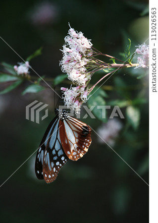Chestnut tiger perching on Fujibakama 113026563