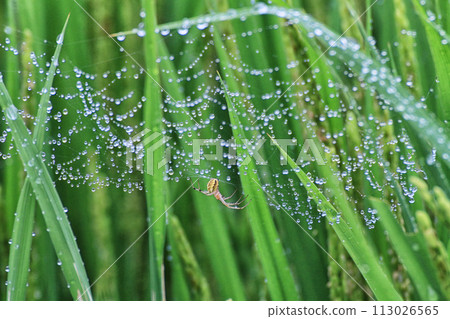 Spider web which gets wet in morning dew 113026565
