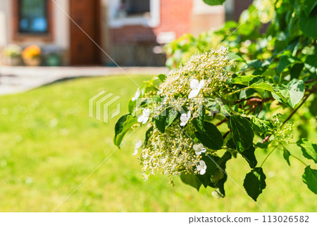 Branch of Climbing Hydrangea in a Summer Garden Branch of Climbing Hydrangea in a Summer Garden 113026582