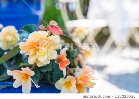 Blooming flowers with blurred sunny summer garden in background 113026583