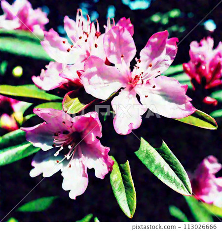 Rhododendron 113026666