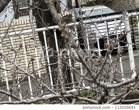 櫻花花蕾引人注目的風景 113026685