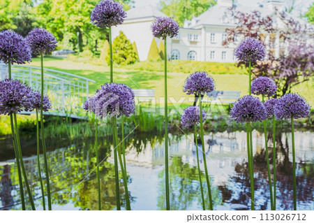 Blooming purple allium flowers in garden Blooming purple allium flowers in garden 113026712