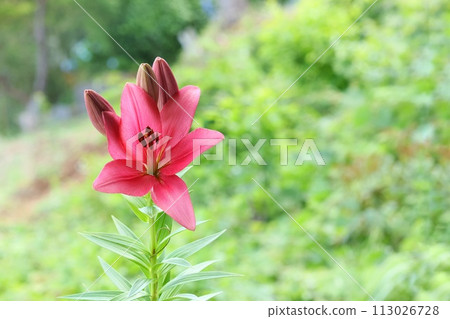 深粉紅百合大花自然背景 113026728