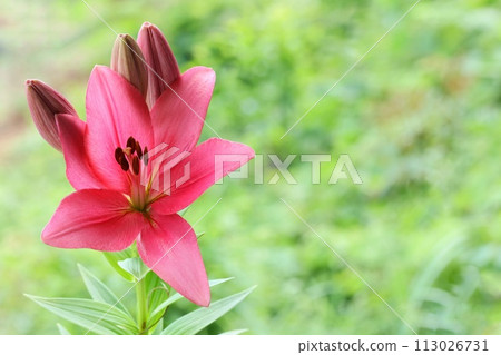 深粉紅百合大花自然背景 深粉紅百合大花自然背景 113026731