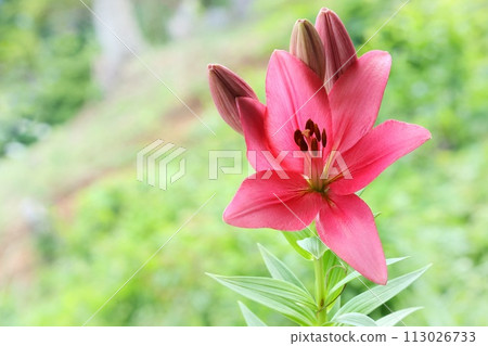 Dark pink lily large flower natural background 113026733