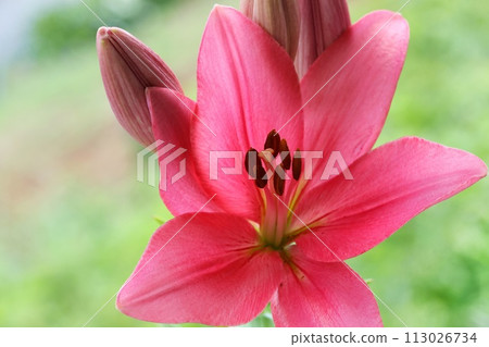 Dark pink lily large flower natural background 113026734