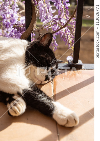 Spain Andalusia Granada Alhambra Palace 113026771